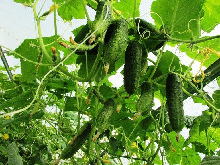 семена огурцов