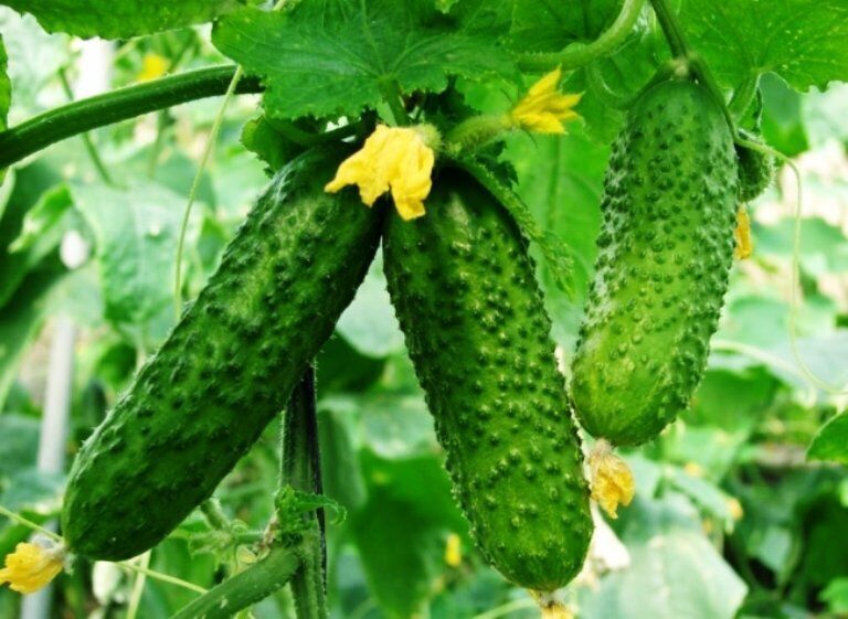 семена огурцов