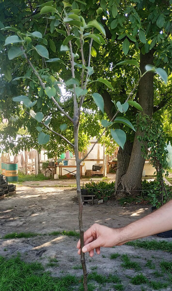 саджанці плодових дерев