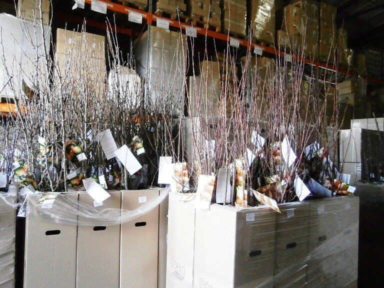 саженцы на складе