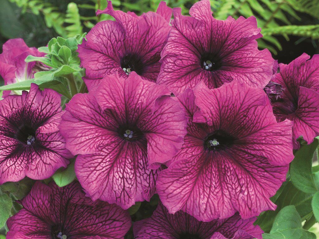 Петуния крупноцветковая