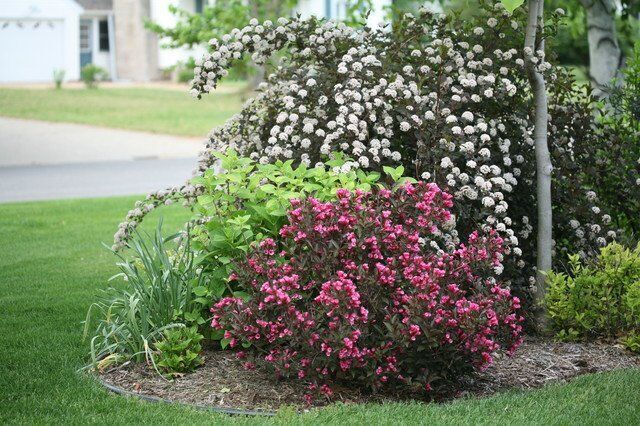 вейгела в дизайне