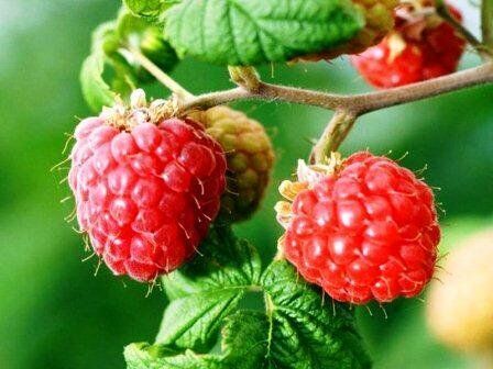 купить саженцы малины