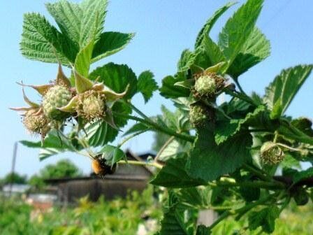 купить саженцы малины