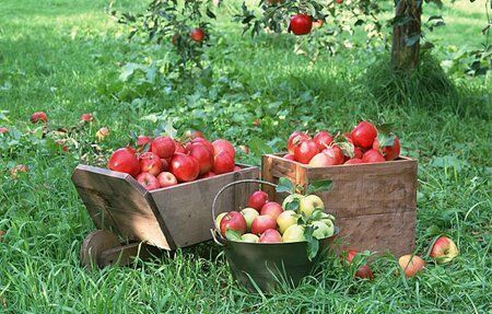 Сбор урожая