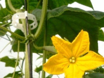 подвязки для растений