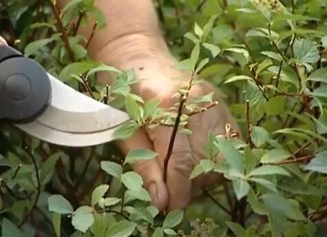 обрезка спиреи