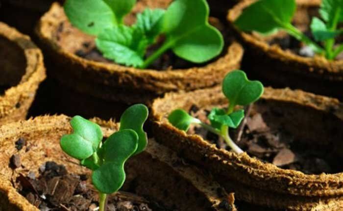 торф стаканчики