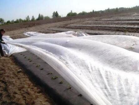 купить саженцы земляники