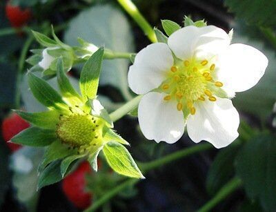 купить саженцы земляники